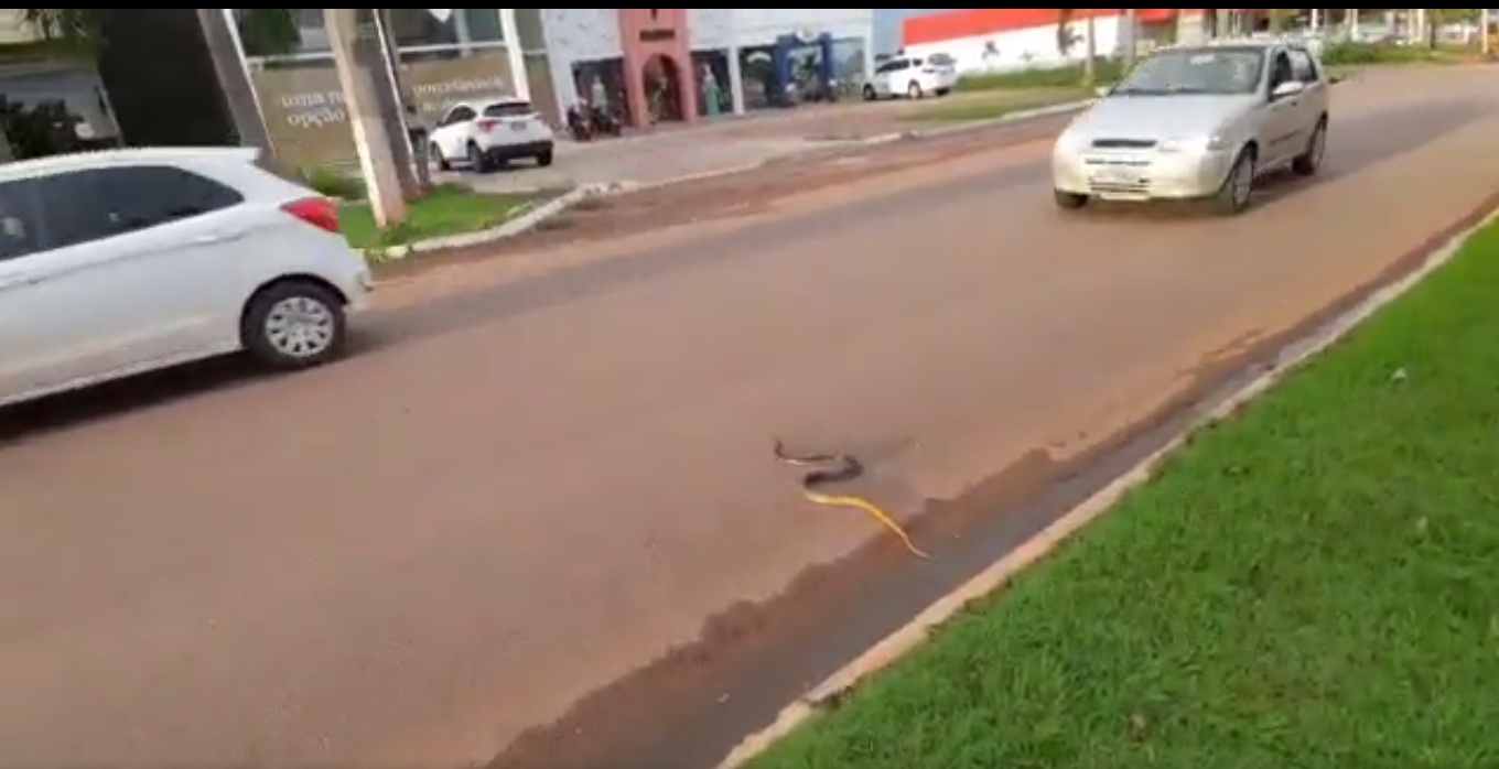 Cobra é flagrada tentando atravessar avenida movimentada de Sinop