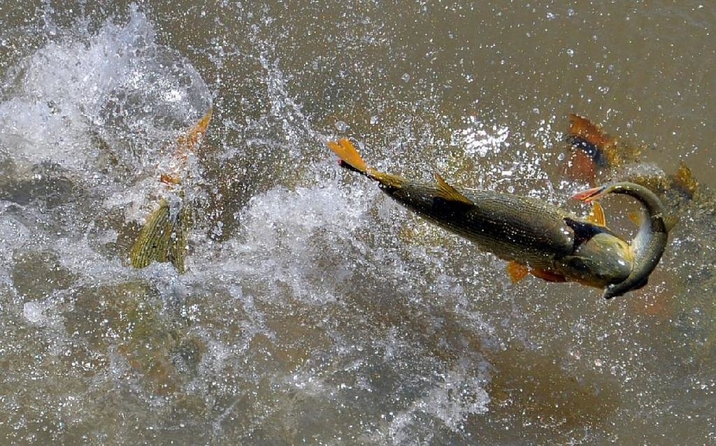 MT adota estudos científicos para definir período de defeso da Piracema