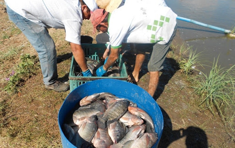Lei que regulamenta criação de tilápias em MT aguarda ajustes