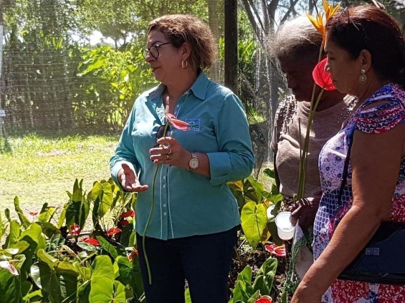 Solo e clima atraem pequenos produtores de flores tropicais