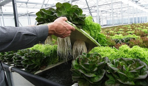 Curso gratuito em Sinop ensina a cultivar plantas sem solo