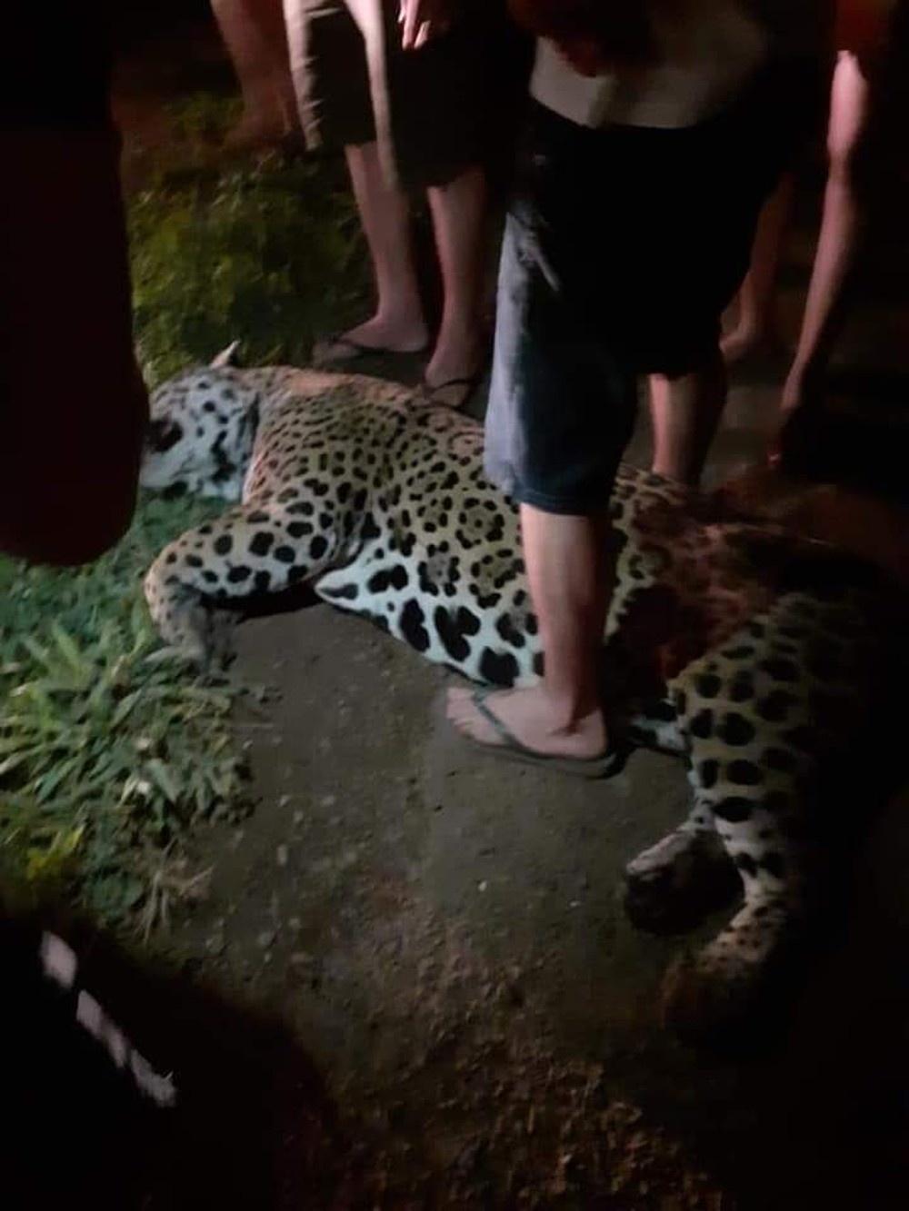 Onça-pintada morre atropelada em rodovia do MT