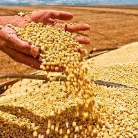 Cotação da soja subiu 15,6% no acumulado de 2020 em Paranaguá-PR