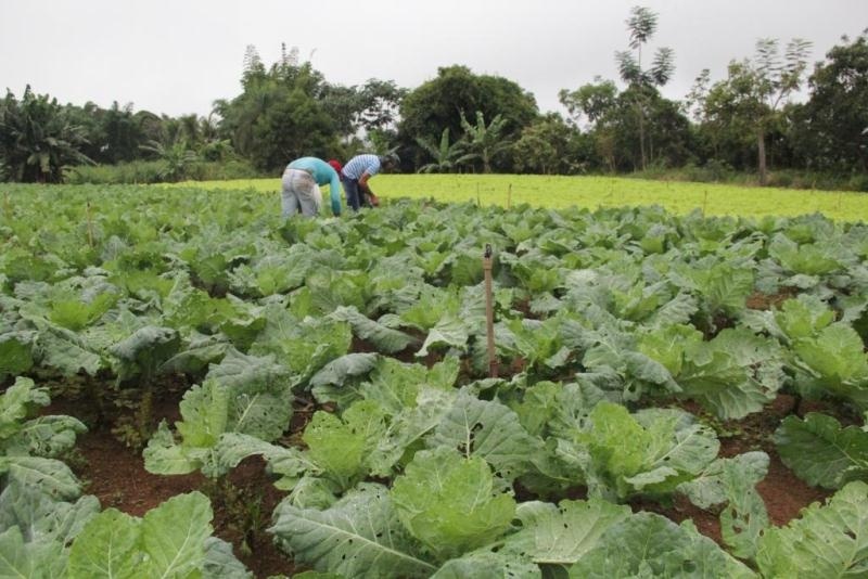 Agricultura familiar tem alta inadimplência durante pandemia