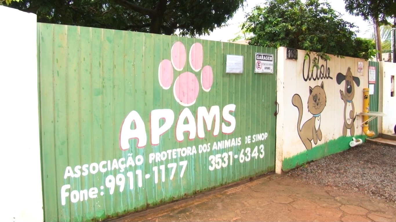 Passeio com cães é foco de uma nova ação da Apams
