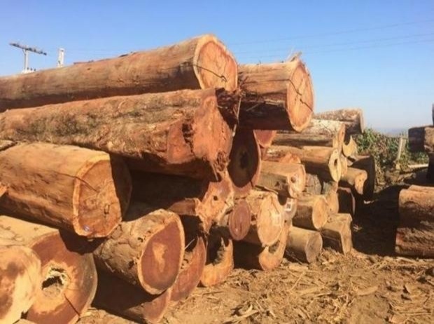 Madeireira de Sinop pagará R$ 144 mil de indenização por irregularidade