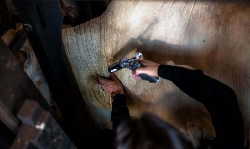 Pecuaristas podem fazer comunicação de vacinação contra aftosa por e-mail