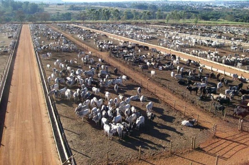 MT deve confinar quase 600 mil  cabeças em 2020