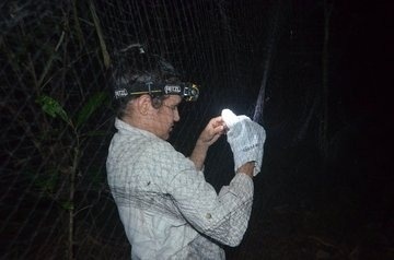 Pesquisa da UFMT descobre hantavírus em morcegos