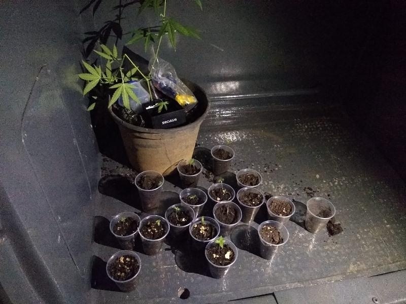 Polícia Militar apreende dezoito pés de maconha