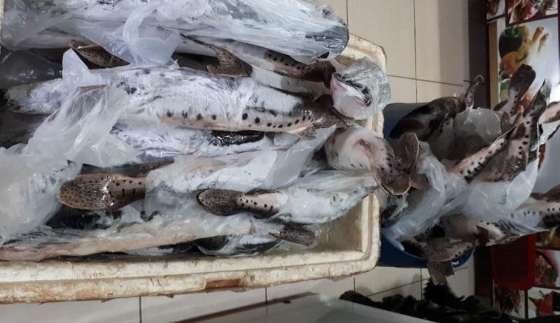 Batalhão Ambiental e Sema apreendem pescado irregular e empresa em Sinop é notificada