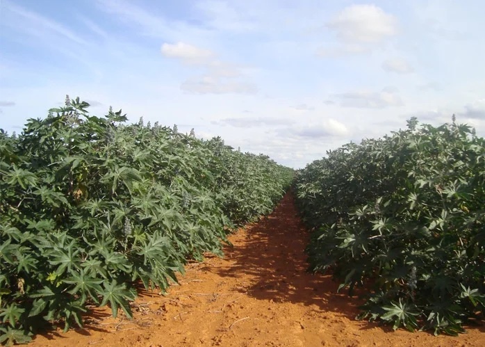 Mato Grosso terá zoneamento agrícola para a cultura da mamona