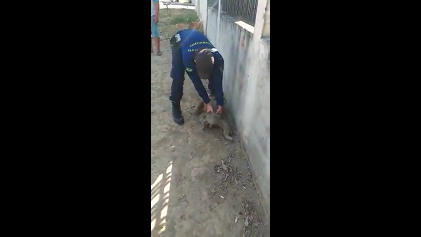 Bicho-preguiça é resgatado em Sinop; Veja o vídeo