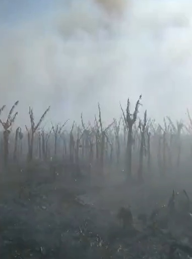 Incêndio destrói plantações e sistema de irrigação em Sinop