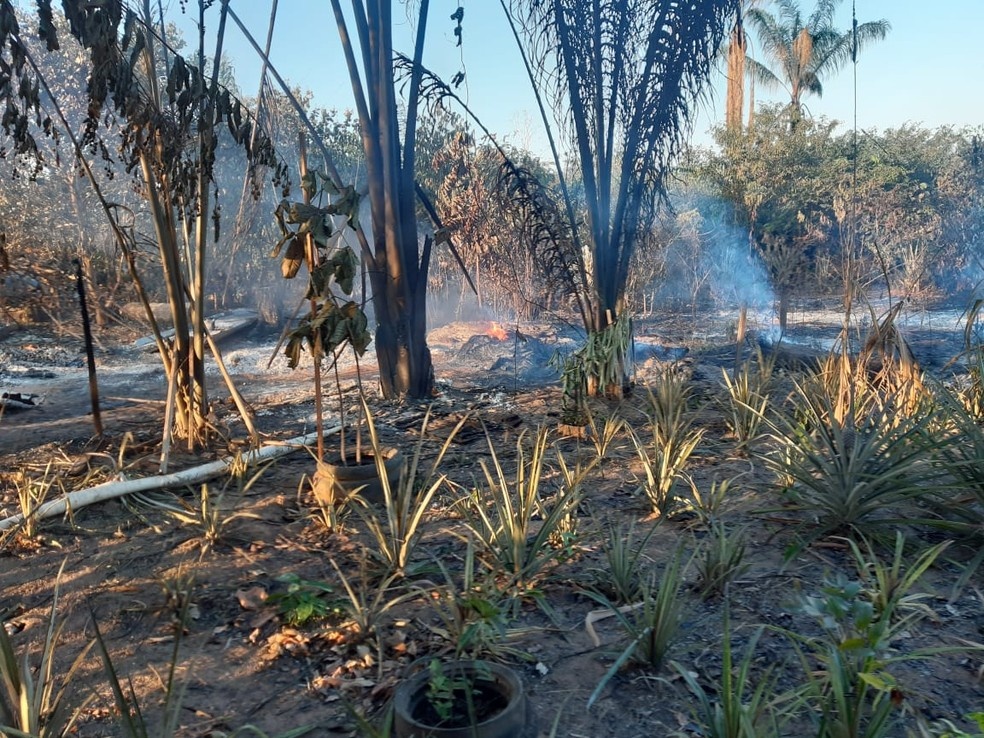 Fogo atinge cerca de 80 sítios e destrói plantação de melancia em MT