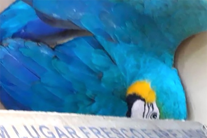 Arara é encontrada morta com marcas de tiro em Sinop