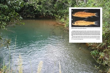 Nova espécie de peixe é batizada em homenagem a promotor
