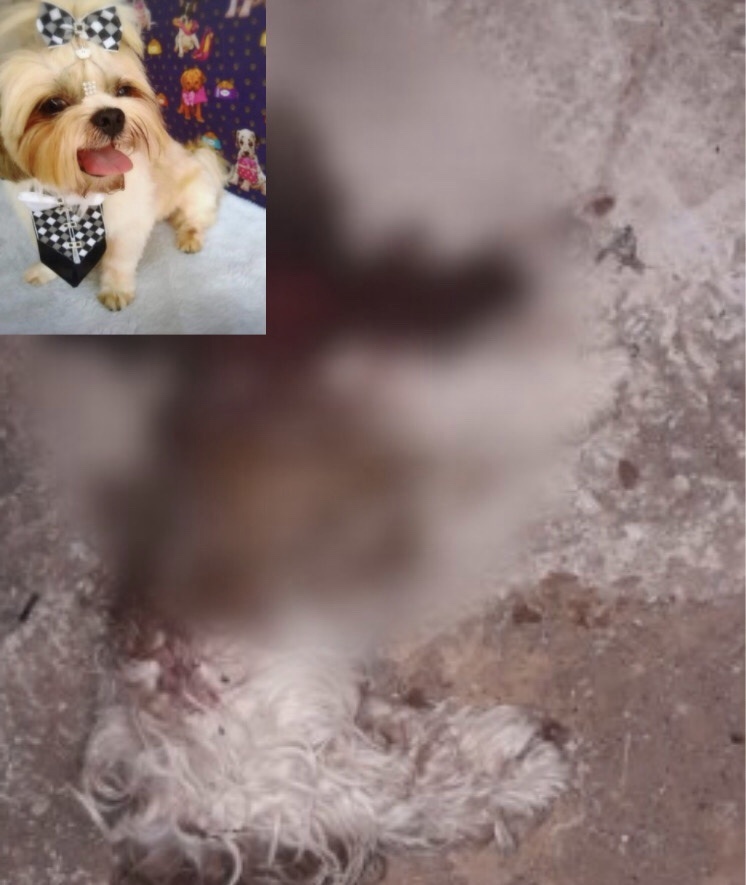 Pitbulls invadem casa e matam cachorros de família em Sinop