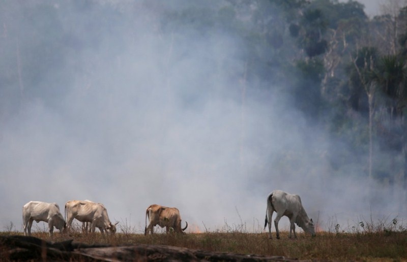 Pantanal é mais afetado pelas queimadas que a Amazônia