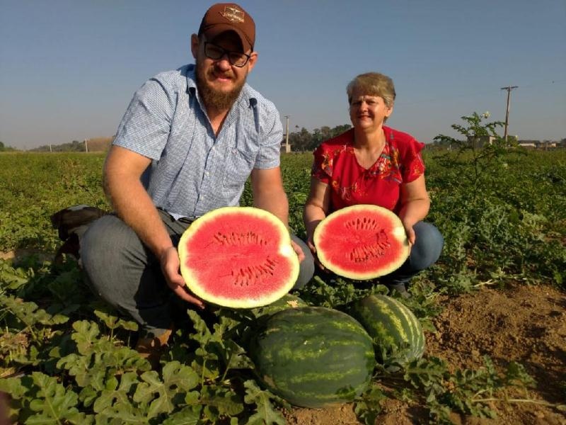 Agricultores investem no cultivo irrigado de melancia como alternativa de renda