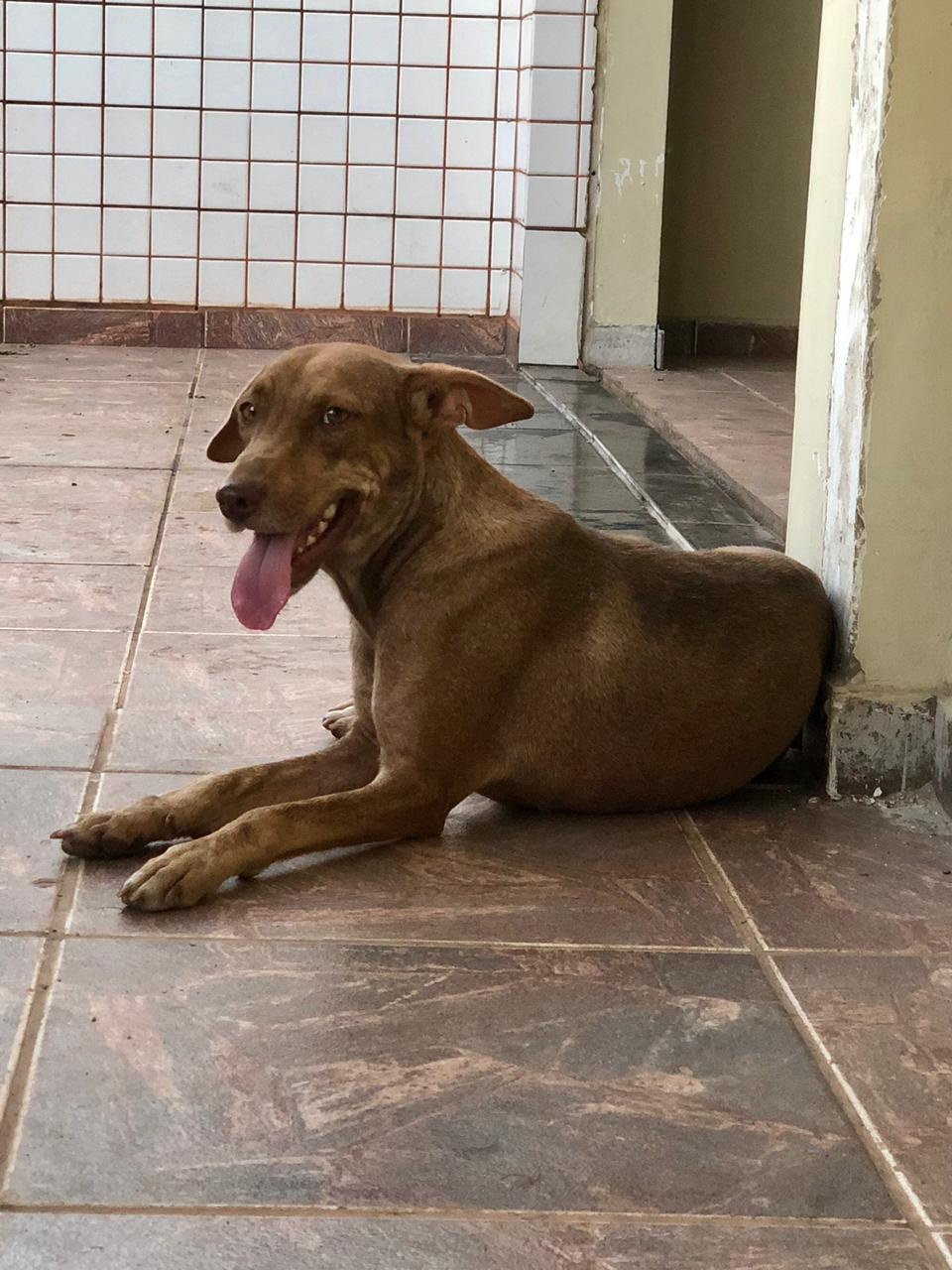Vira-lata caramelo resgatado na BR-163 é adotada