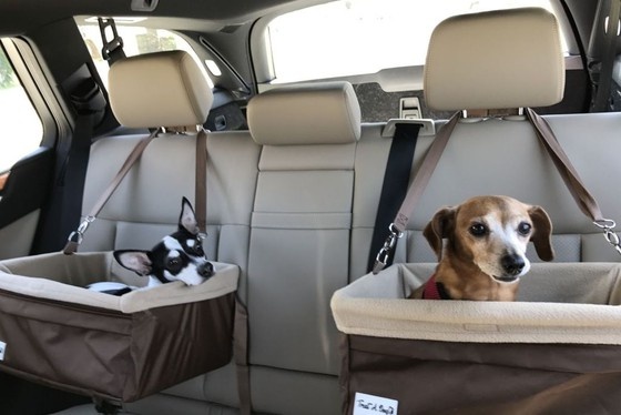 Saiba como transportar animais no carro de forma correta