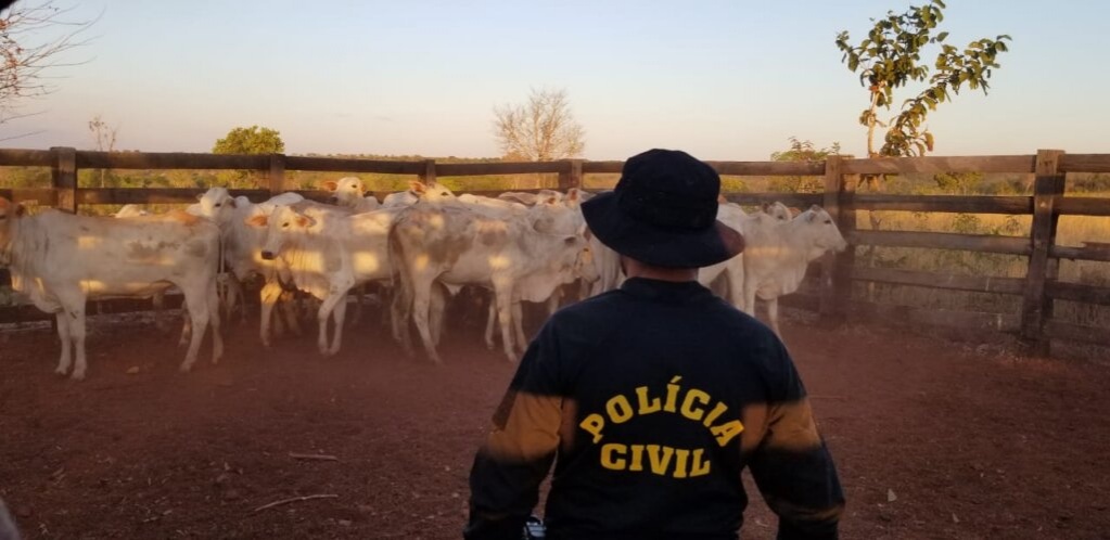 PJC recupera gado furtado de fazenda em Nova Xavantina