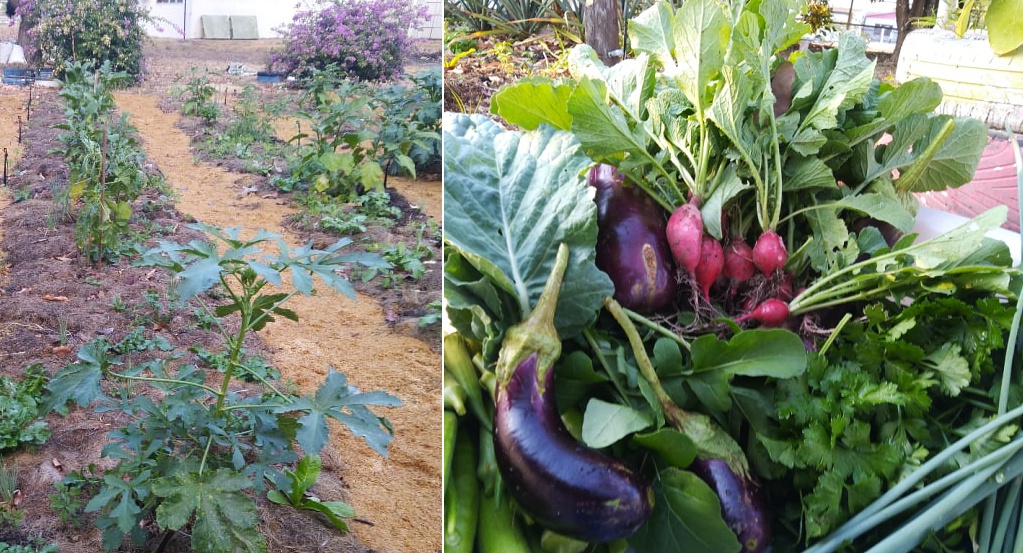 Projeto da Escola Técnica de Sinop utiliza horta como espaço pedagógico