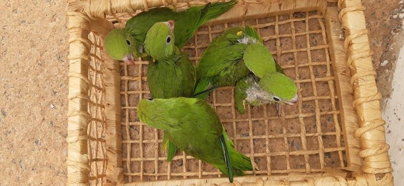 Mulher é presa por crime ambiental em Cuiabá