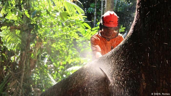 Manejo florestal por espécies é mais rentável e sustentável