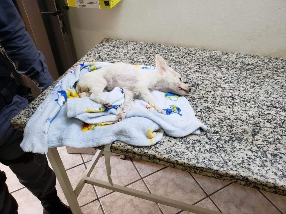 Mulher é presa após ser flagrada tentando matar cachorra