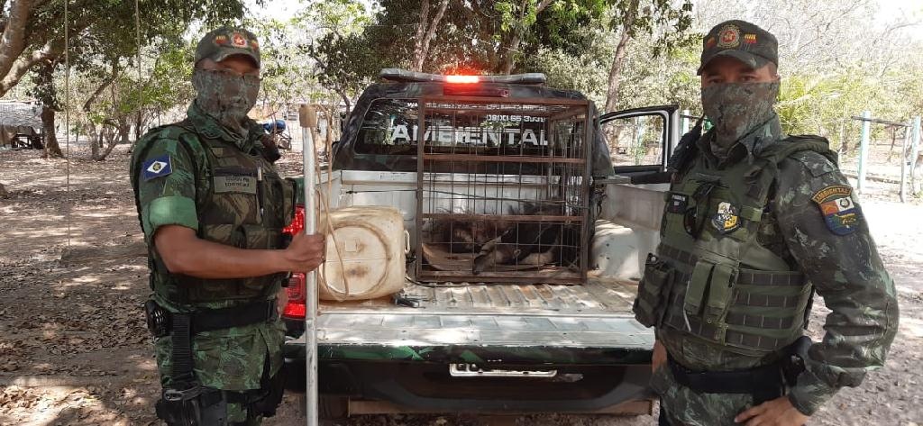 Polícia Ambiental resgata tamanduá em Cuiabá