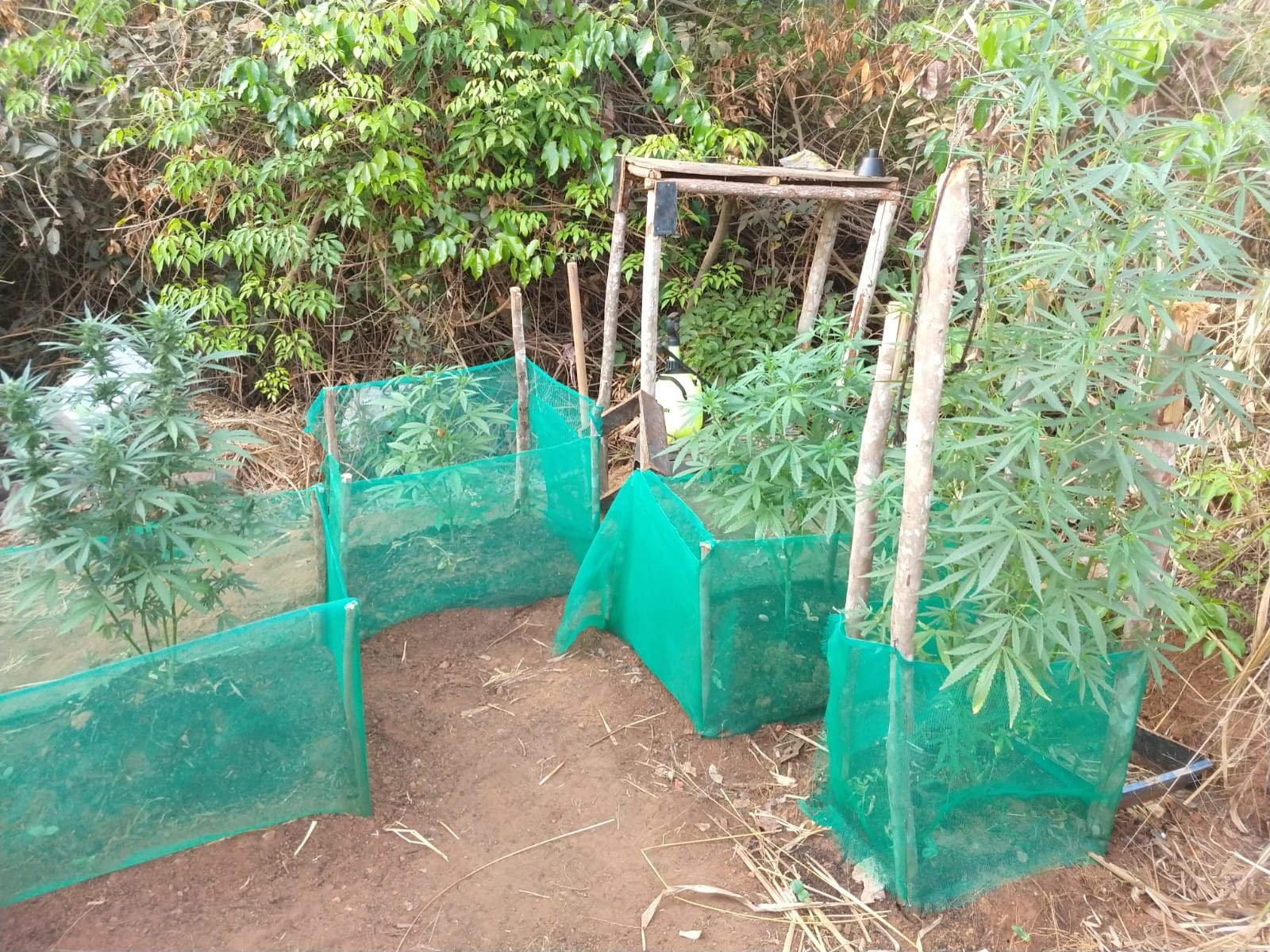 Polícia encontra horta de maconha em mata no MT