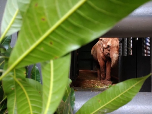 Elefanta Bambi inicia viagem para Santuário no Mato Grosso