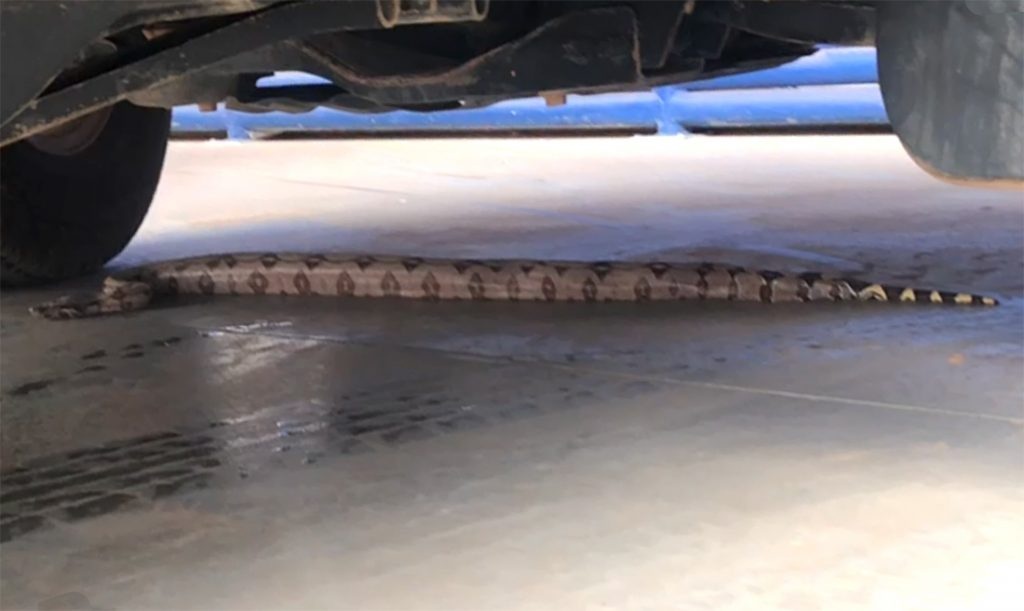 Cobra entra em veículo e viaja de área rural até Sinop