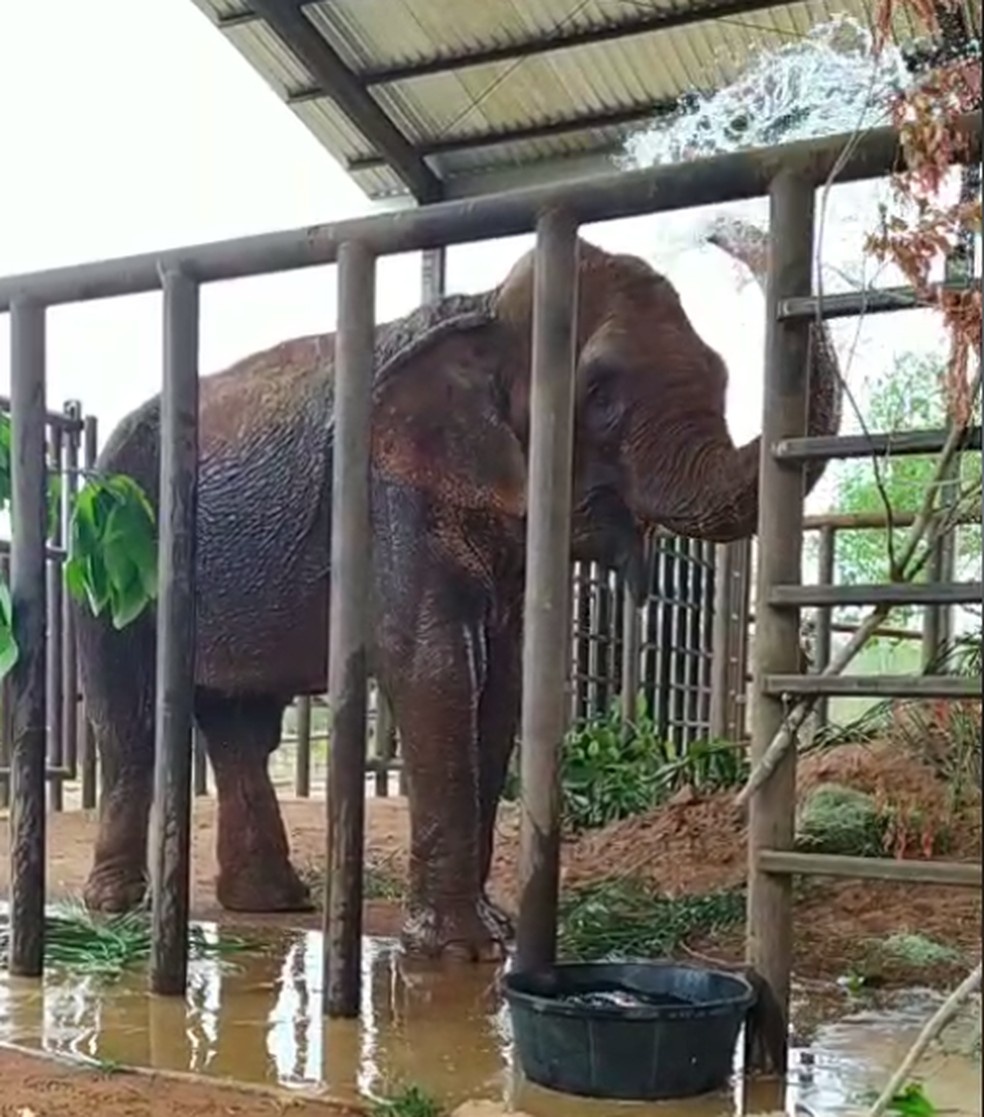 Após 48h de viagem, elefanta Bambi chega no santuário