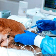 Cachorro é esfaqueado e fica em estado grave em Sinop