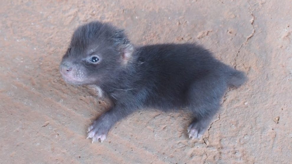 Animal ameaçado de extinção é resgatado em Mato Grosso
