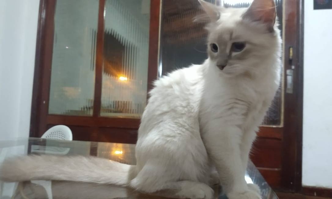 Mato Grosso registra primeiro caso de gato com Covid-19 no país