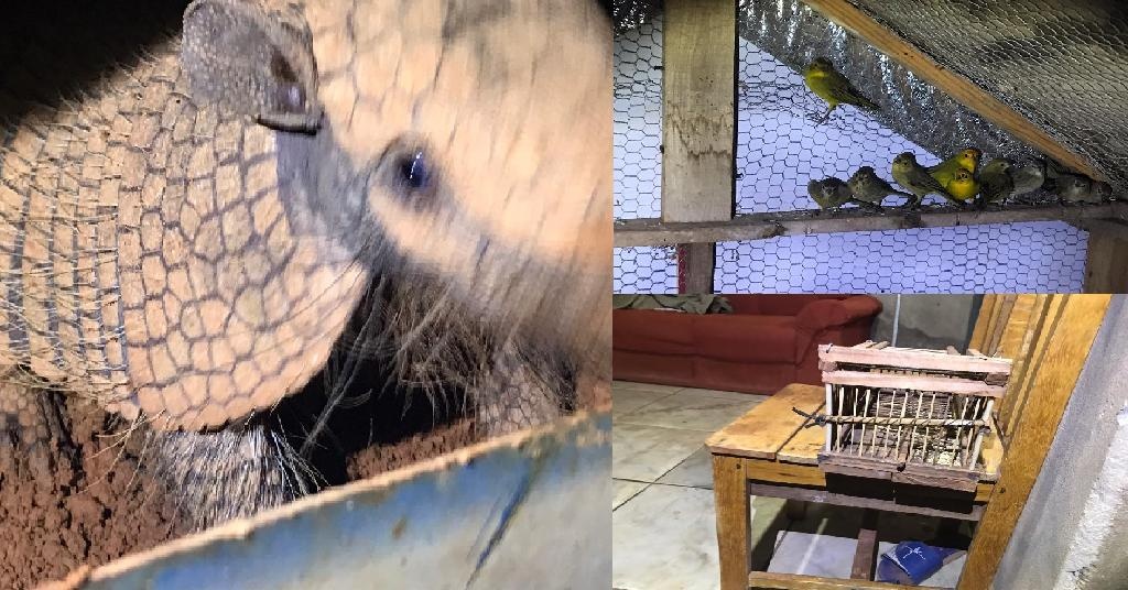 Homem é preso por manter animais silvestres em cativeiro