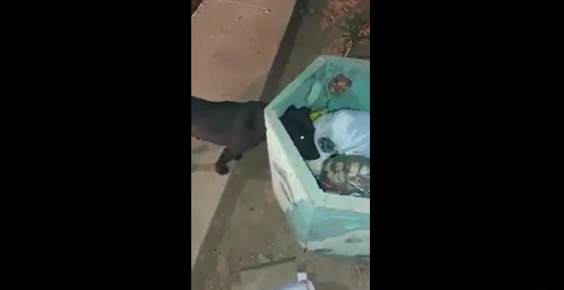 PMs salvam animal que ficou preso em lixeira, no centro de Sinop