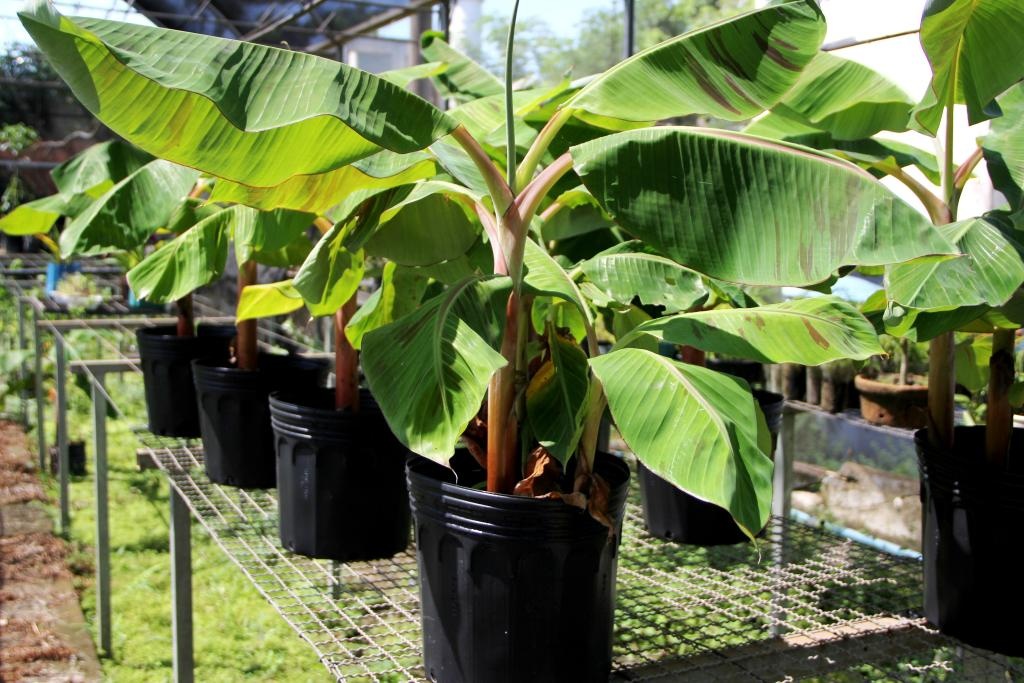 Empaer avalia banana resistente a Sigatoka Negra