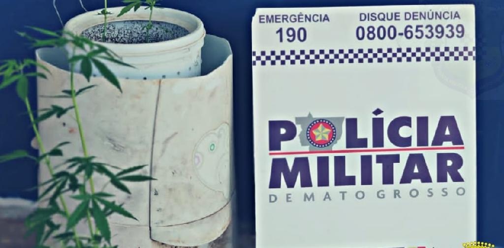 Casal é preso suspeito de cultivar plantas de maconha em Distrito de Canarana