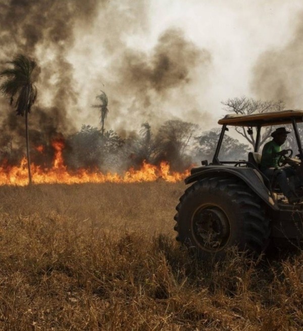 Plano para recuperar a pecuária no Pantanal destina R$ 439,3 milhões