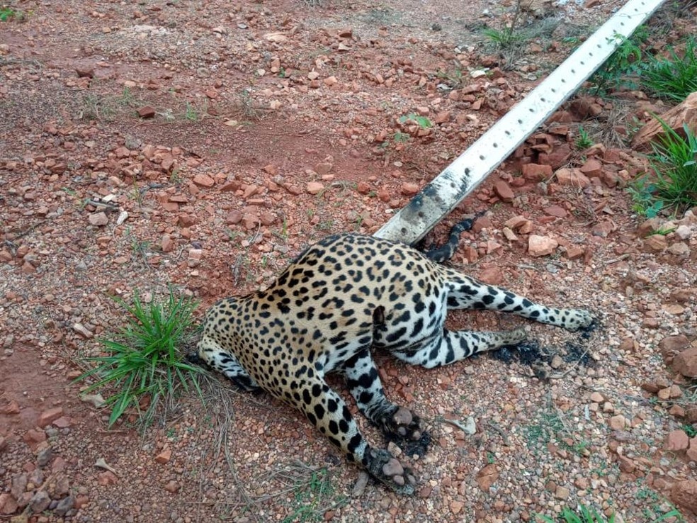 Onça pintada morre após poste cair em cima dela em Sinop