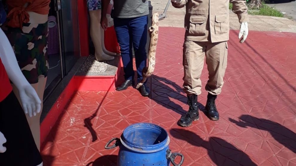 Cobras são resgatas em residências em bairros de Sinop