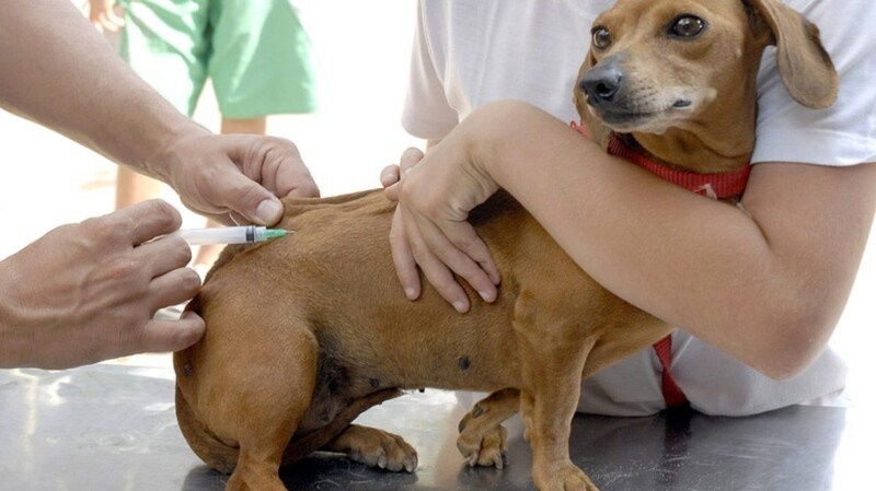 Vacinação Antirrábica Animal inicia neste sábado (28)