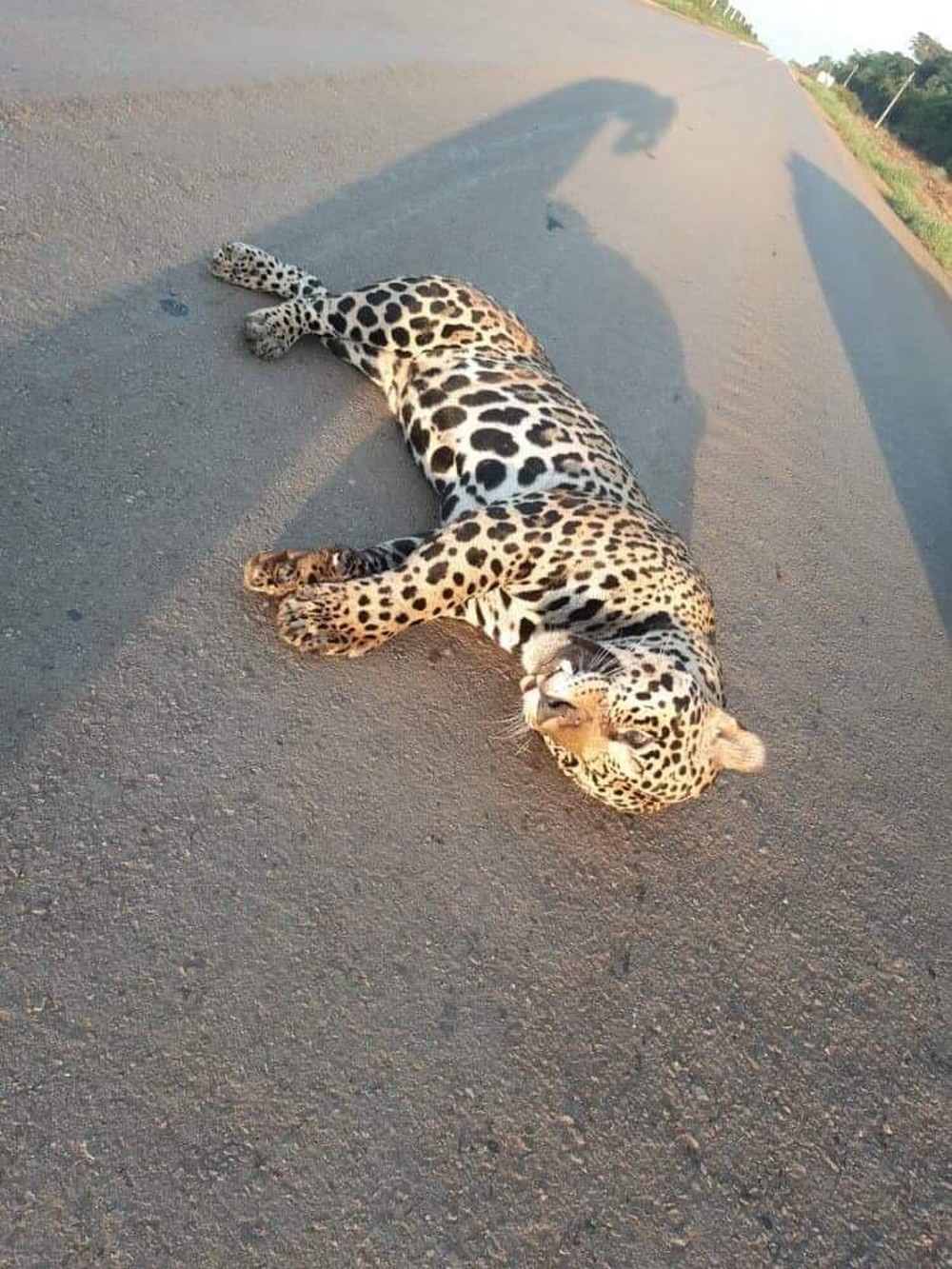Onça-pintada é encontrada morta em estrada do MT