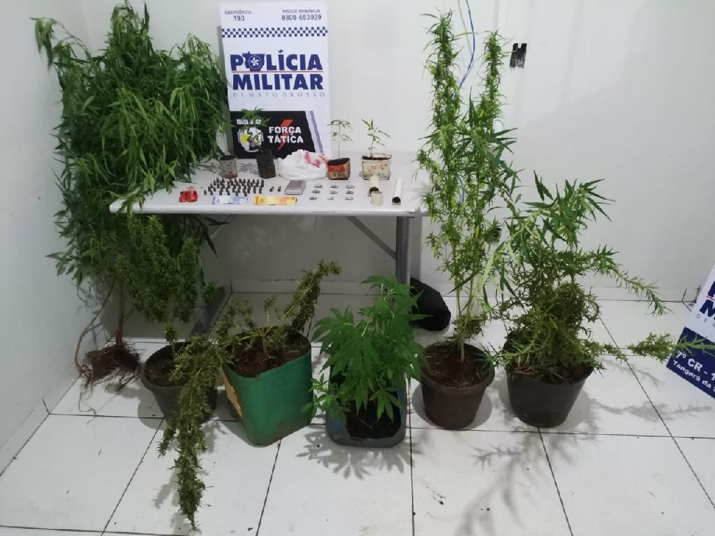Denúncia auxilia a identificação de traficante e apreensão de pés de maconha