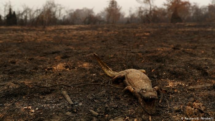 Maioria dos incêndios no Pantanal teve participação humana, diz relatório